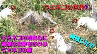 4K30p Panasonicデジタル4KビデオカメラWXF990M撮影映像  ①ウミネコの成鳥らに残酷な攻撃をされるウミネコの雛