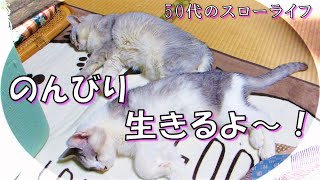 【猫】のんびり生きるよ～！50代のスローライフ、猫と自由人