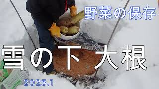 雪の下 大根　【野菜を保存】  vegetables under the snow