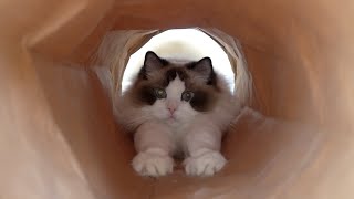 A Cat Who's As Long As the Tunnel