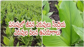 పసుపు లో || జీవన ఎరువుల || సేంద్రియ ఎరువుల ||ఉపయోగాలు || Telugu Farmer