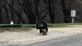 Tom Turkey on Display