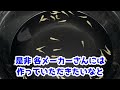 メダカとカイミジンコについて～卵を食べる or 食べない？～【媛めだか 貝虫 みじんこ】