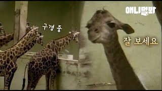 아기 기린이 태어나자마자 꼭 혼자 해야하는 일 (이웃집 기린들 구경 옴ㅋㅋ)ㅣWhat A Baby Giraffe Has To Do Alone Right After Birth