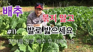 #11 배추 묶을것이냐 펼칠 것이냐? / 한아름 통큰 배추 무 재배기술 제11편 배추 묶지 않아도 되는 이유