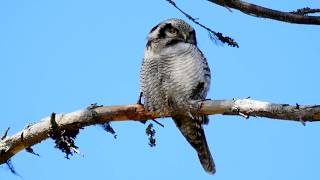 Northern hawk-owl Haukugle Ястребиная сова Surnia ulula Sowa jarzębata Sperbereule Sperweruil GH4