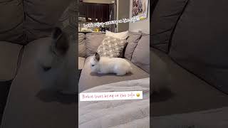 What does my bunny do when she is happy? 當兔兔開心時，她會做什麼哩？ (#shorts #兔兔 #bunnies #獅子兔 )