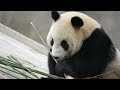 历史上的大熊猫there is a new giant panda in qatar. why does everyone like it