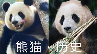 历史上的大熊猫There is a new giant panda in Qatar. Why does everyone like it?