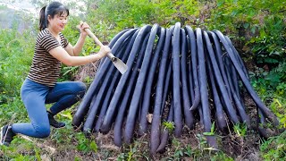 THE BEST HARVEST! Harvesting Arrowroot Root Goes to market sell - Harvesting and Sell