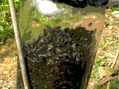 Catch Hundreds of House Flies In Days With A Homemade Trap Catch Hundreds of House Flies In Days With A Homemade Trap