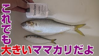 ママカリとコノシロを料理しよう！#1