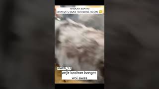 sapi' bikin heran ya #shortvideo #memesdaily