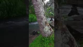 அருமையான இயற்கைக்காட்சி | Rain Time | Forest | Garden | trees | field | River | Nature status