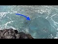 Huge Bluefin Trevally (Omilu) Chases Big Nenue | Shore Fishing Hawaii