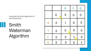 Smith-Waterman Algorithm: Local Sequence Alignment Made Easy! (With Example)