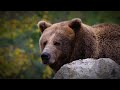 attaque choquante d un grizzly que s est il passé avec jeremy evans histoires de survie