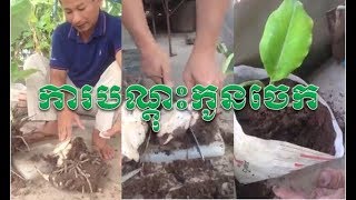 Cambodia Agriculture -  ការបណ្តុះកូនចេក