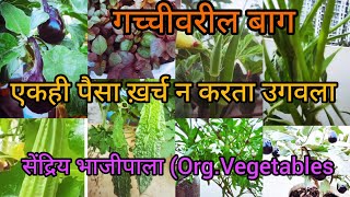 घरच्या गच्चीवरील सेंद्रीय भाजीपाला||Rooftop Organic Vegetables||घरातील शेती||SP GARDENING MARATHI