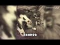 猫是怎么识别主人的？你的猫能认出你吗