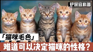 毛色决定猫咪的性格？？Does Coat Color Determine a Cat's Personality? ?