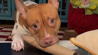 Pitbull smiles when you comment on her looks