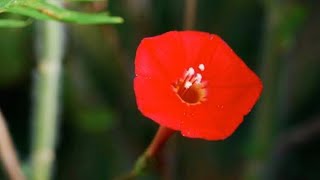 Red Cardinal Climber | 3K Organic Seeds #annual #bright flowers #easygrowing #brightcolor #goodplant