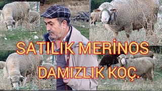 Merinos Cinsi Satılık Damızlık Koç 4.000 TL. Merinos Koyun Yetiştiriciliği.