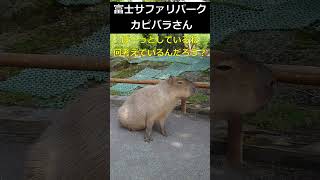 こんなに近いカピバラさんは初めて！(2020.08.09) #shorts #富士サファリパーク #動物園 #観光 #静岡県 #裾野市