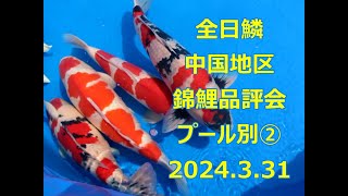 全日鱗　中国地区錦鯉品評会　プール別② 2024.3.31：