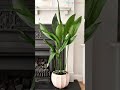 Best Tall Low Light Houseplants #indoorplants