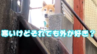 0738 タケボーの今日PON 近所の外飼い柴犬を撮影してみた【寒い】