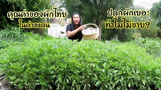 คุณค่าของผักไทยในต่างแดน ปลูกผักเยอะทำไมไม่ขาย?