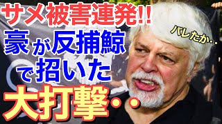 【海外の反応】 反捕鯨のせいでサメの襲撃が急増!!人命よりクジラ命…オーストラリアの「反捕鯨原理主義」が招いたサメ被害に外国人も驚愕!【にほんのチカラ】