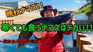 【ナマズ釣り】晩秋‼️寒さに負けずに食ってくるナマズはデカい⁉️狙う価値あり‼️