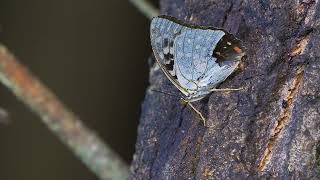 Great purple emperor in Yamanashi National Park Japan