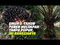 Kelapa Sawit Tanpa Pupuk tapi panen sawit terus..!!!