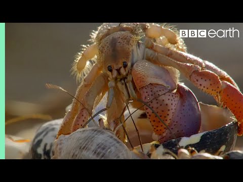 Amazing Crabs Shell Exchange | Life Story | BBC Amazing Crabs Shell Exchange | Life Story | BBC