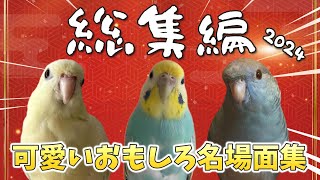 飼い主的名場面を集めました‼2024年総まとめ★【総集編】【インコ】