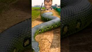 Anaconda Snake P2 #shorts #snake #python #snakes #nagin #anaconda #bigsnake #anacondasnake