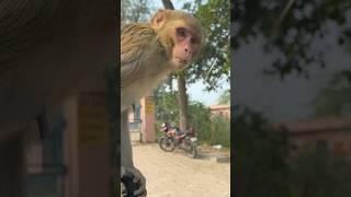 Jai Bajrangi #bajrang #monkey #visit #car #supercar #viral #shorts #youtube