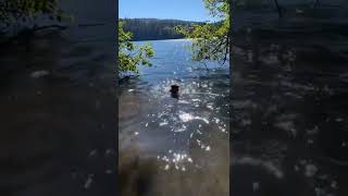 @trinamason borrows the best most perfect dog that loves the water as much as she does