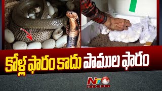 Snake Farming: లాభసాటి వ్యాపారంగా పాముల పెంపకం... లక్షల్లో ఆదాయం | Ntv Global