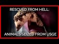 Rescued From Hell: Animals Seized From USGE Following PETA Investigation