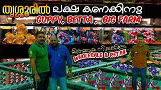 തൃശ്ശൂരിൽ ലക്ഷ കണക്കിനു GUPPY, BETTA ഉള്ള  BIG FARM || Cube aquatics || Low price Wholesale \u0026 Retail