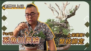 水線開完後，系魚川整枝與塗抹石灰硫磺的過程! #老闆不上班