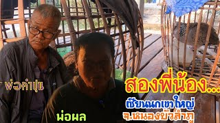 สองพี่น้อง…เซียนนกเขาใหญ่ จ.หนองบัวลำภู