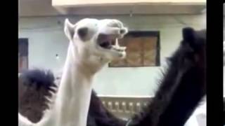 Peter Griffin Camel Tickle