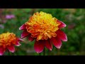 BEAUTIFUL FLOWERS AND BEAUTIFUL PIANO MUSIC - IMPROVISATION BY EDDY SUN MUSIC PROBE