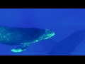 a close encounter with a humpback calf